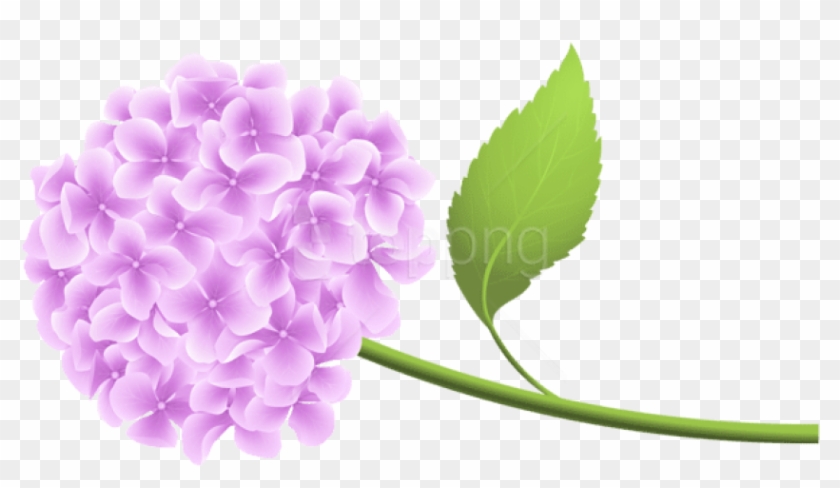 Free Png Download Pink Hortensia Png Png Images Background - Blue Hydrangea Clipart Transparent Png