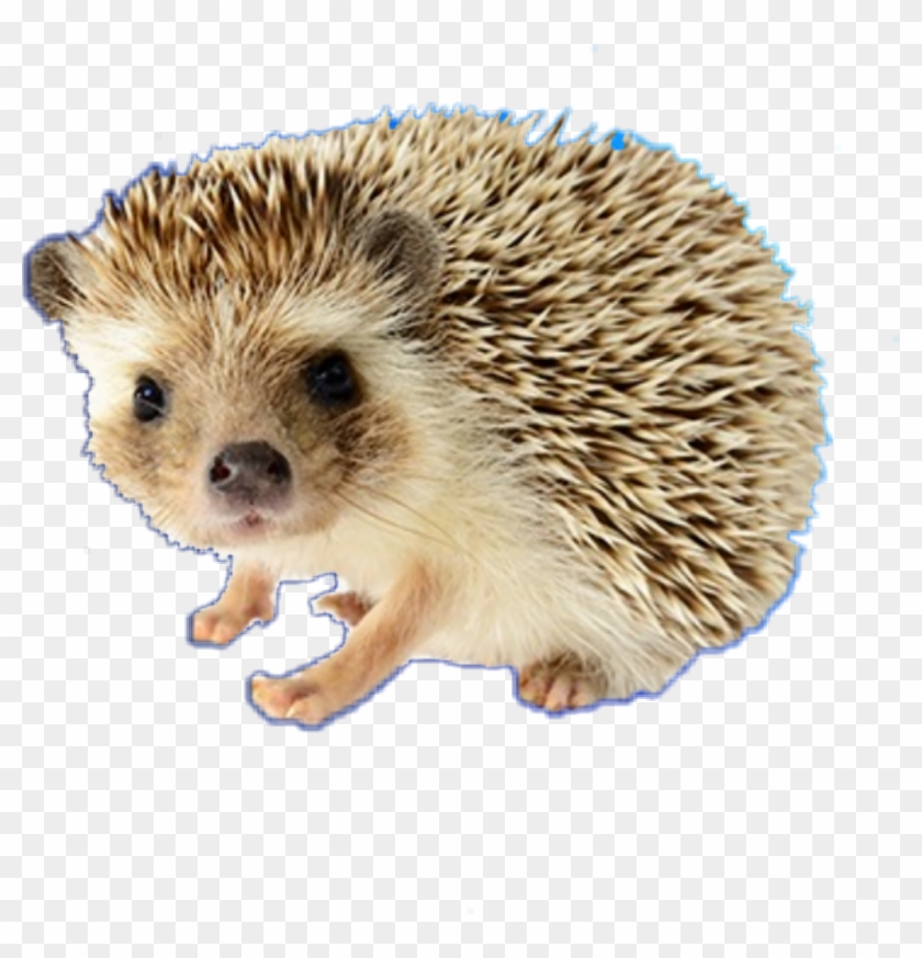 #porcupine - Hedgehog Png Clipart