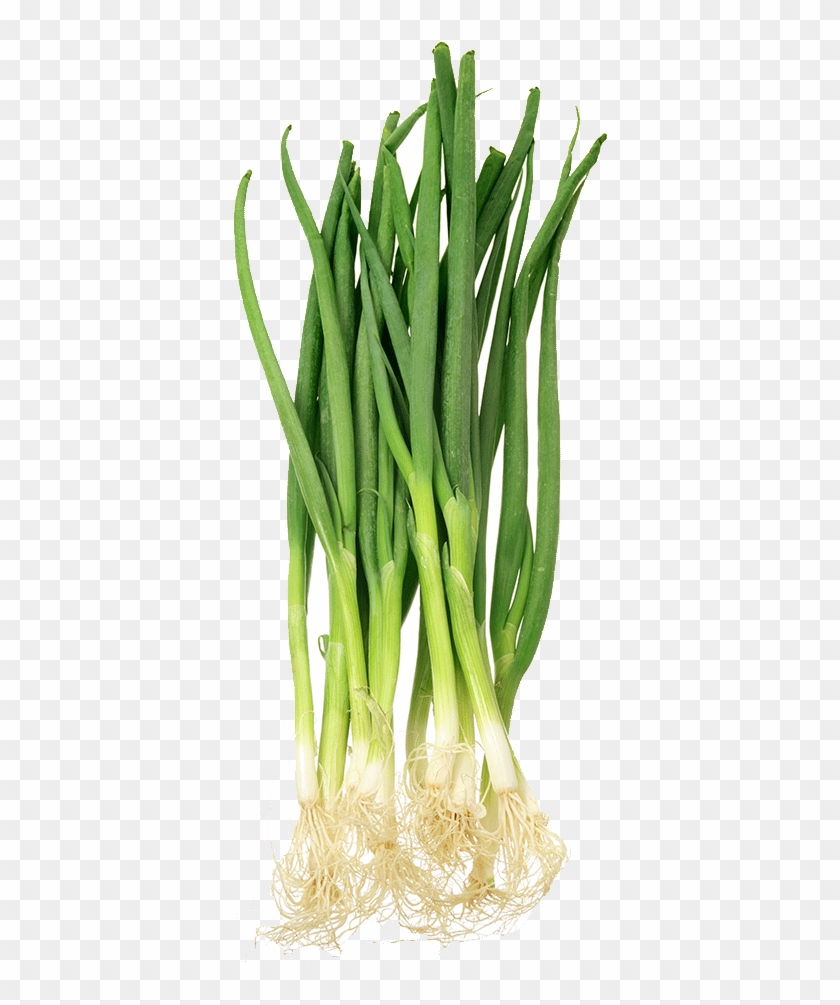 Spring Onion Clipart #3059771