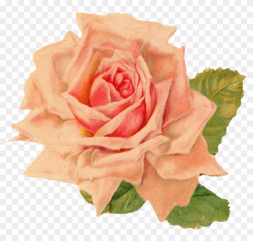 Rose 1 Rose 2 Rose 3 - Vintage Orange Rose Png Clipart #3060773