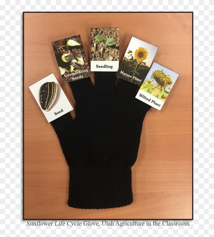 Sunflower Life Cycle Pdf Clipart