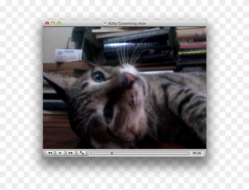 Vlc Plays Avi, Mp4, Flash Video, 3gp, Mkv, And Many - Tabby Cat Clipart