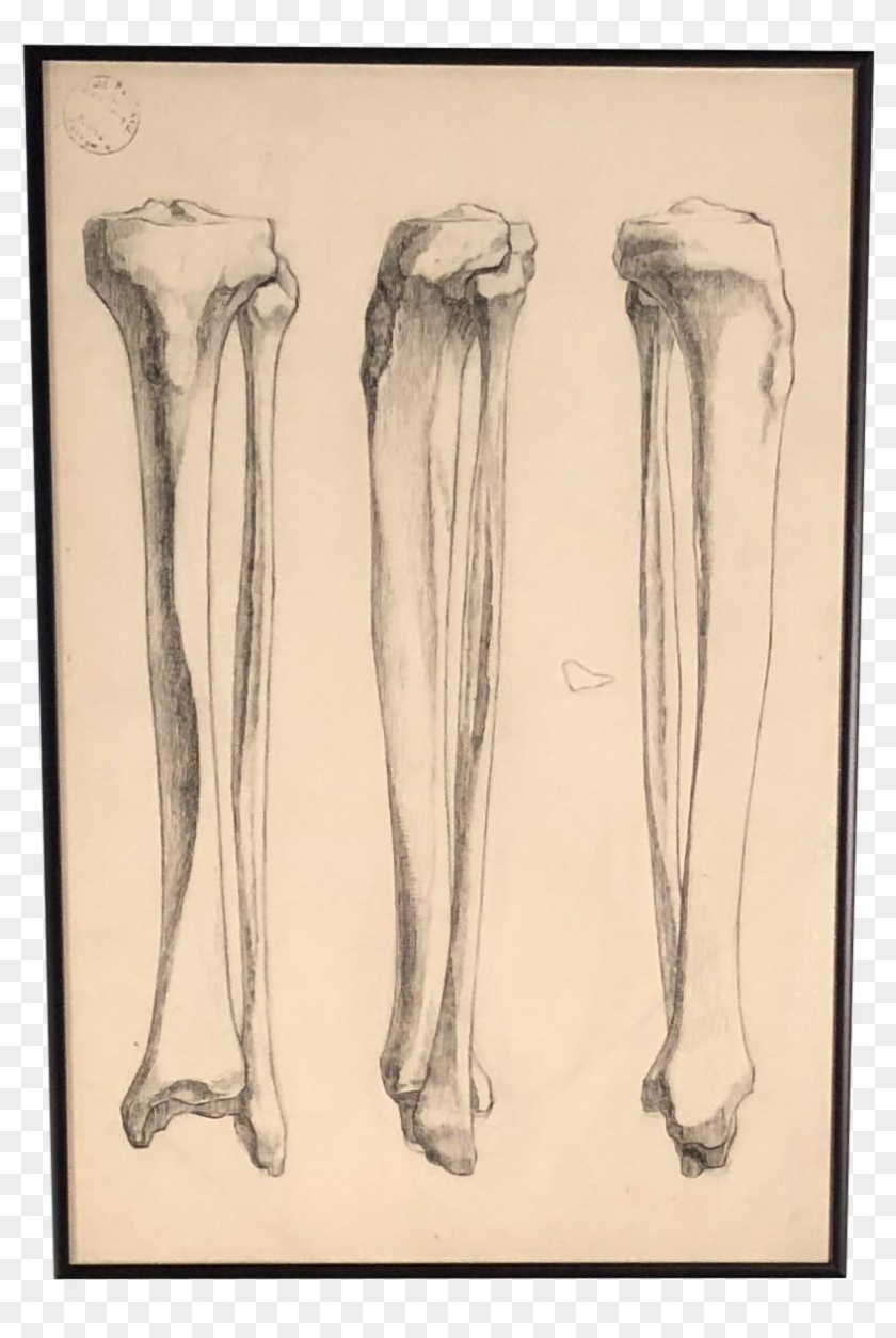 Bones Drawing Detailed - Sketch Clipart