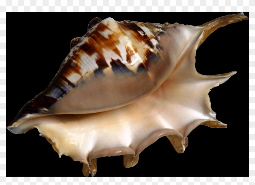 Shell, Free Pngs - Beach Clipart Transparent Png #3065614