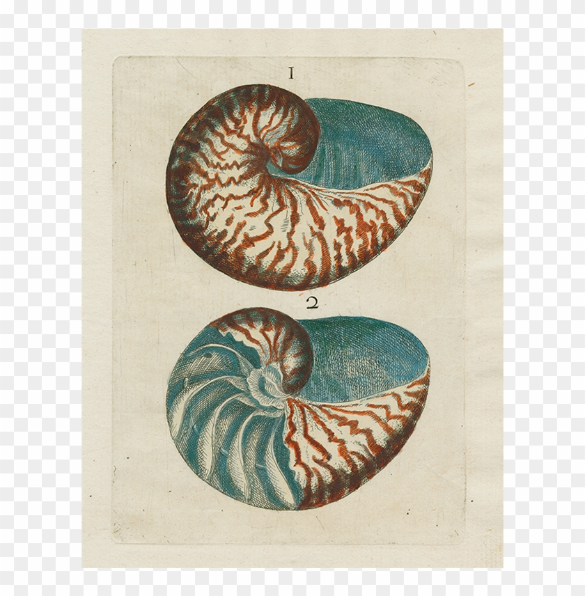 Chambered Nautilus Clipart