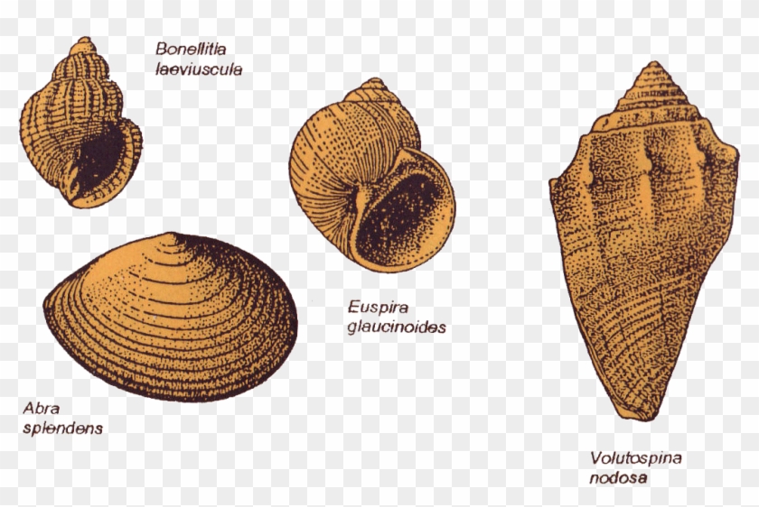 Sea-shells - Conch Clipart