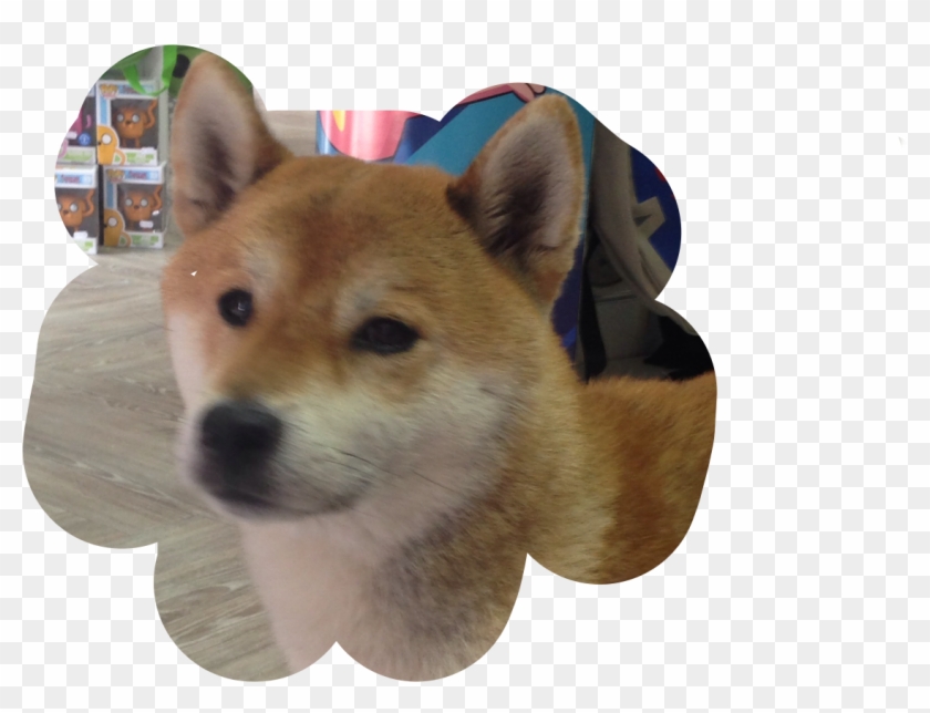 Companion Dog , Png Download - Companion Dog Clipart