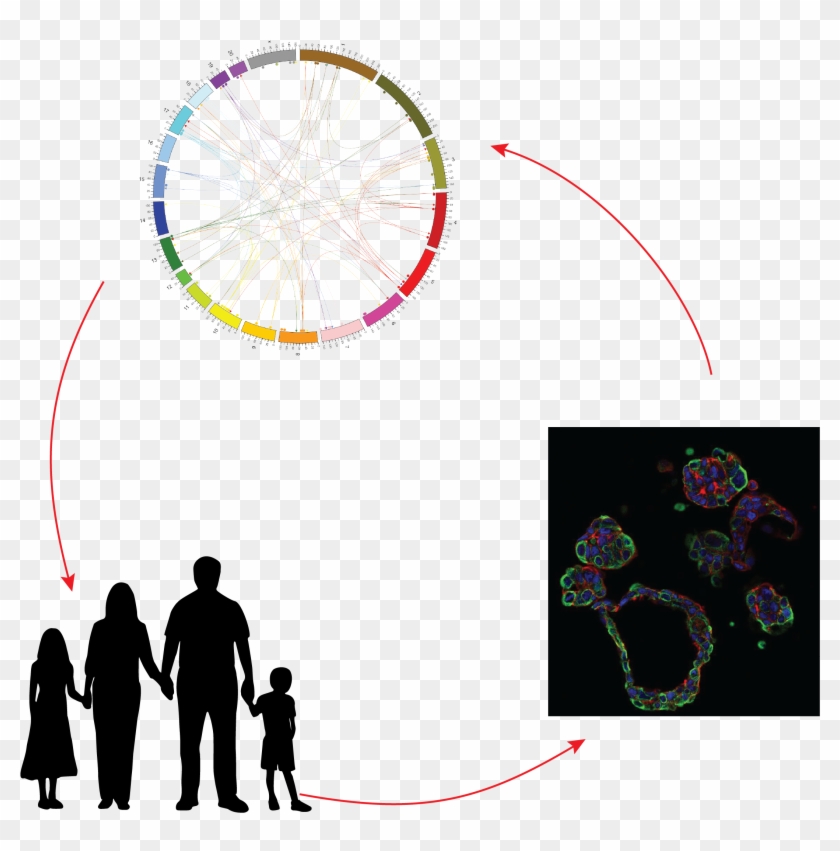 Center To Advance Predictive Biology - Illustration Clipart