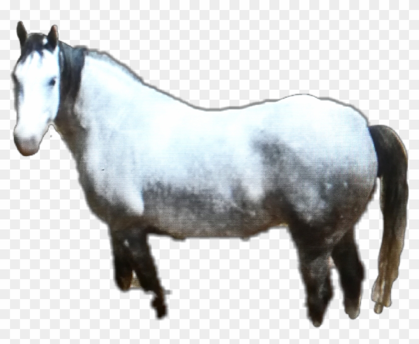 #horse #whitehorse #pets & Animals #farm #caballo #animal - Mustang Horse Clipart