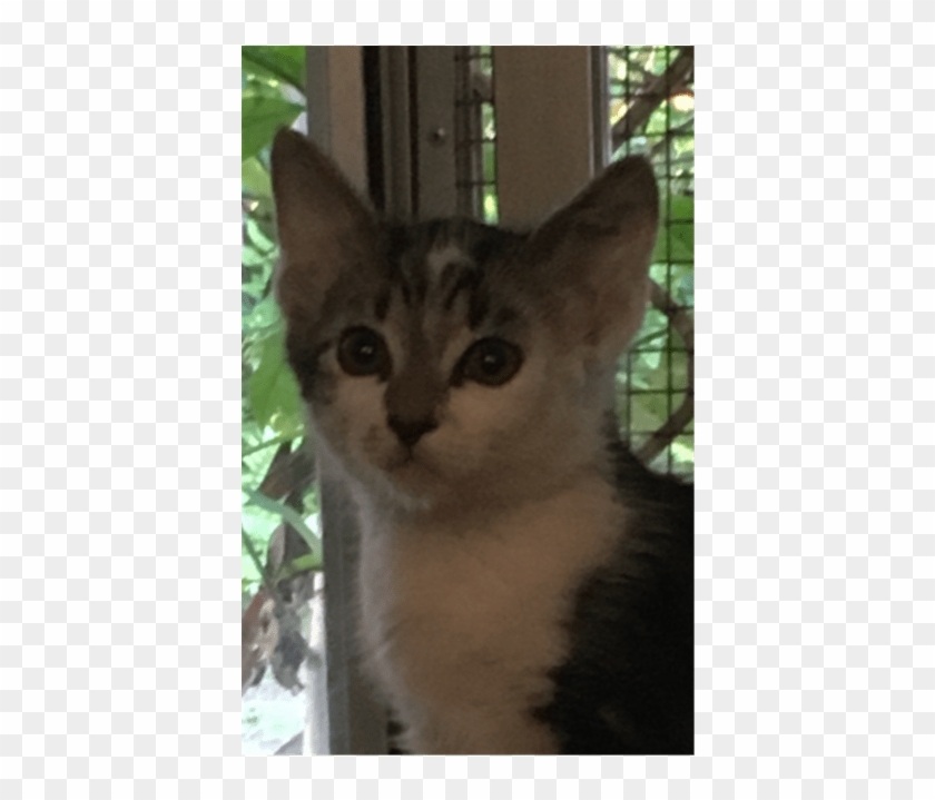 Photo Of Felix - Domestic Short-haired Cat Clipart #3070456