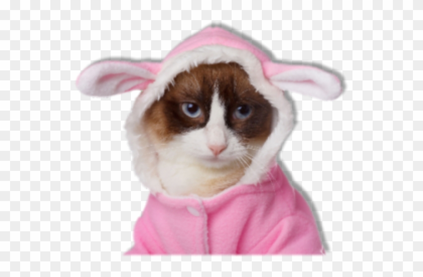 8395 Elati Street Denver, Co 80221 Phone - Kot Przebrany Za Krolika Clipart #3070754