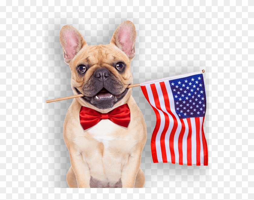 Proudly Raised, Grown & Produced In The Usa - French Bulldog American Flag Clipart
