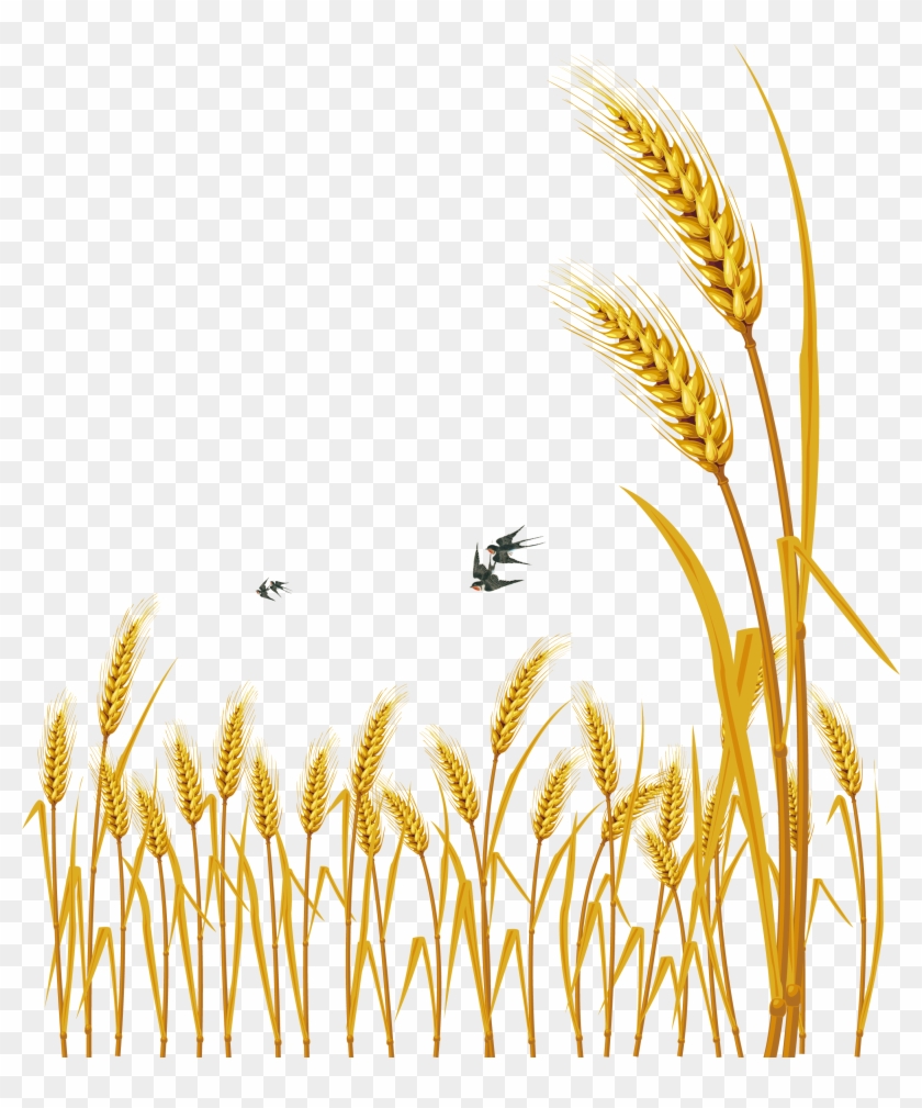 Hand Painted Cartoon - Wheat Vector Clipart