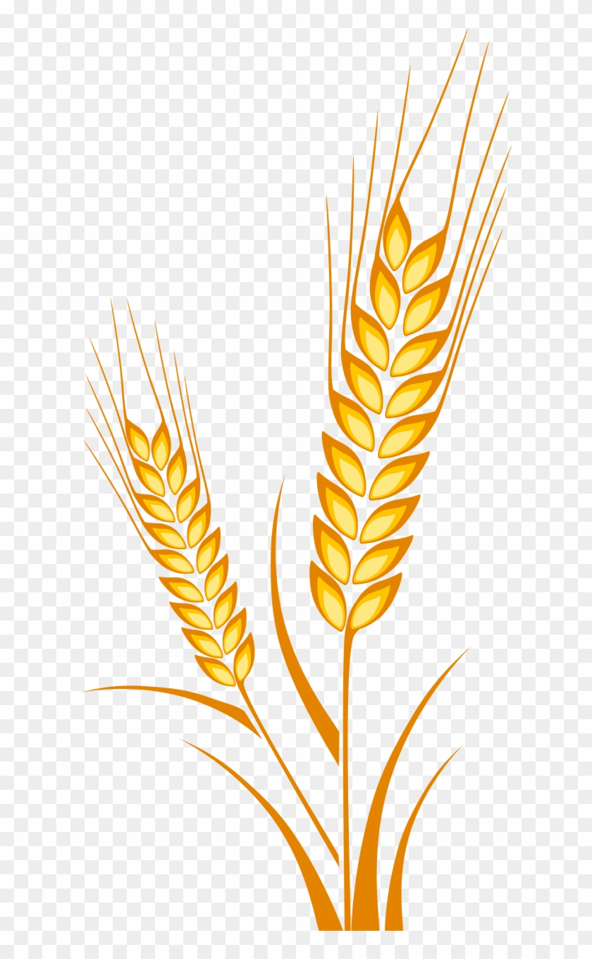 Ear Cereal Maize - Wheat Drawing Clipart
