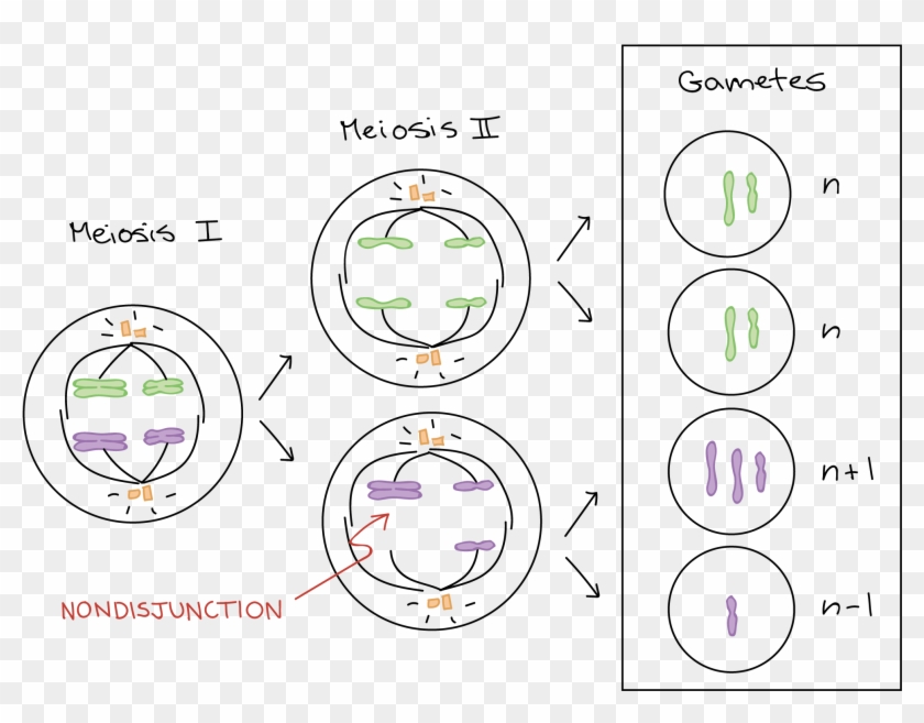 Black And White Stock Collection Of Use Drawings To - Mitosis Diagram Clipart #3072840
