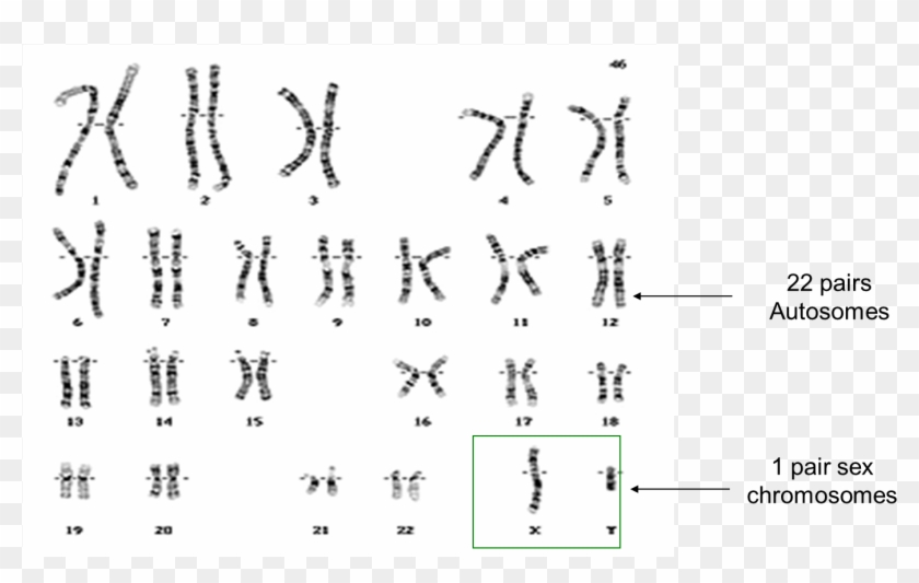 Image Library Stock Family Finder Dnaexplained Genetic - Neurofibromatosis Chromosome Clipart #3072905