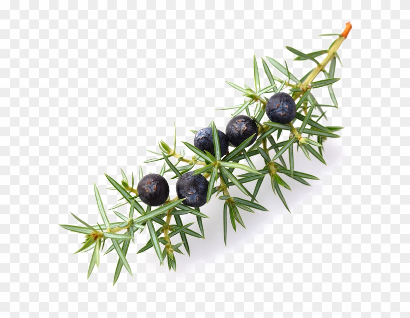 Juniper Berry - Transparent - Juniper Berries Transparent Clipart