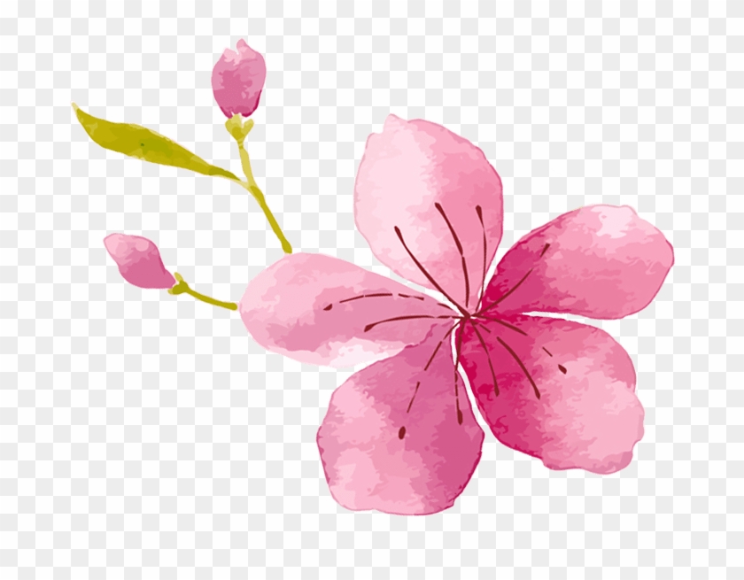 A Memorable One - Rosa Glauca Clipart