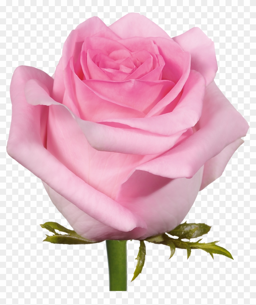 Baby Pink Pink Rose Flower Clipart