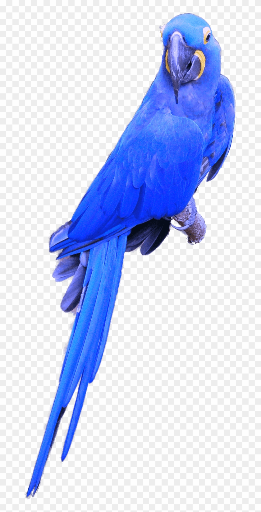 Parrot Png Image And Clipart Transparent Background - Hyacinth Macaw Transparent Background #3077201