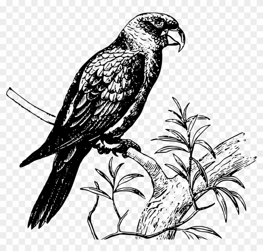 Animal Bird Parrot Png Image - Parrot Black And White Drawing Clipart