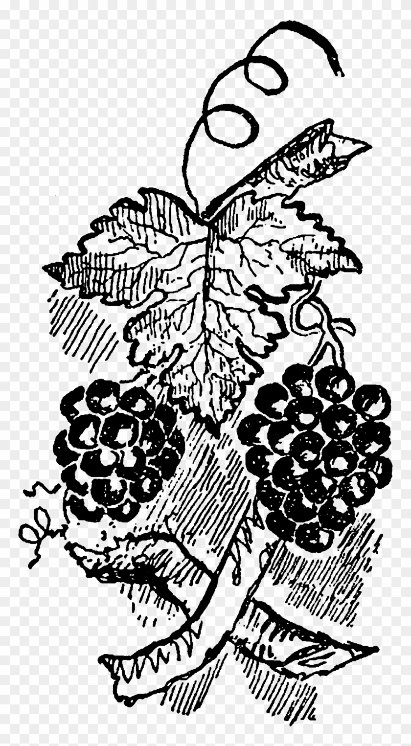 Digital Grapes Download - Illustration Clipart #3078784