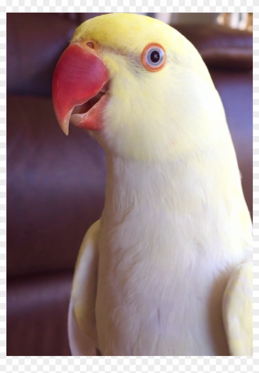 Benji Is Missing - Parakeet Clipart #3079092