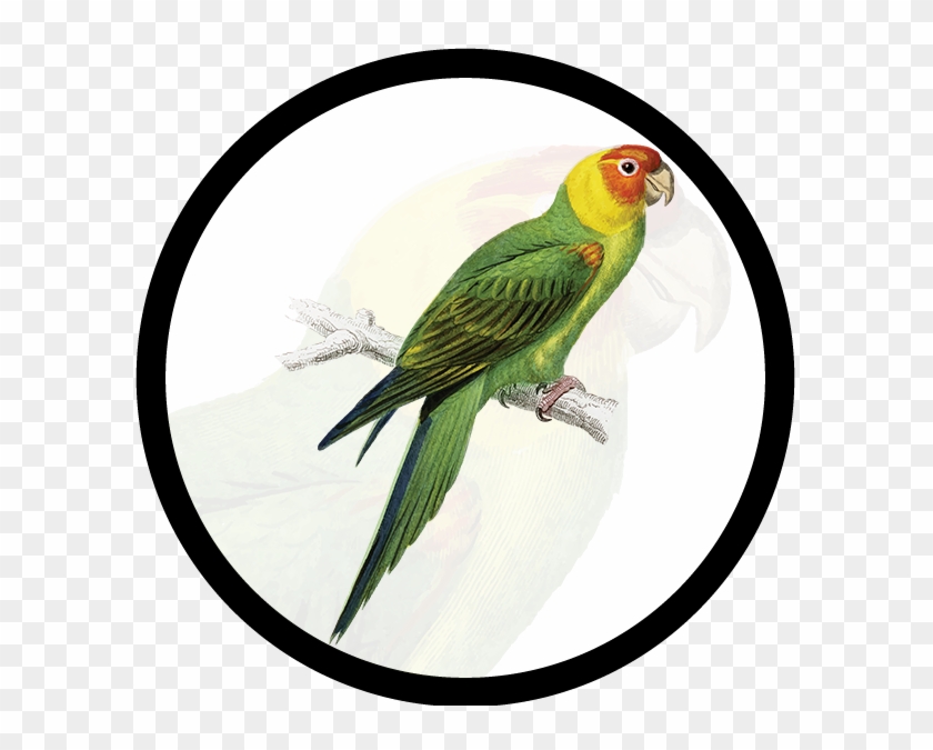 Parrot Clipart (#3079201) - PikPng