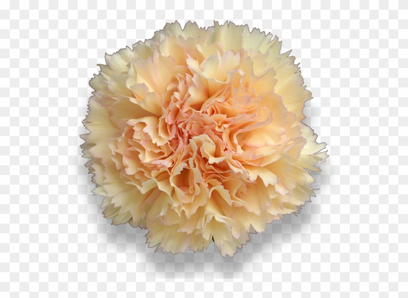 Antigua - Carnation Clipart #3080910