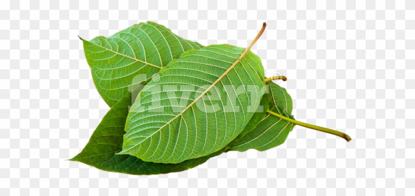 Best Kratom Vendors Clipart #3082183