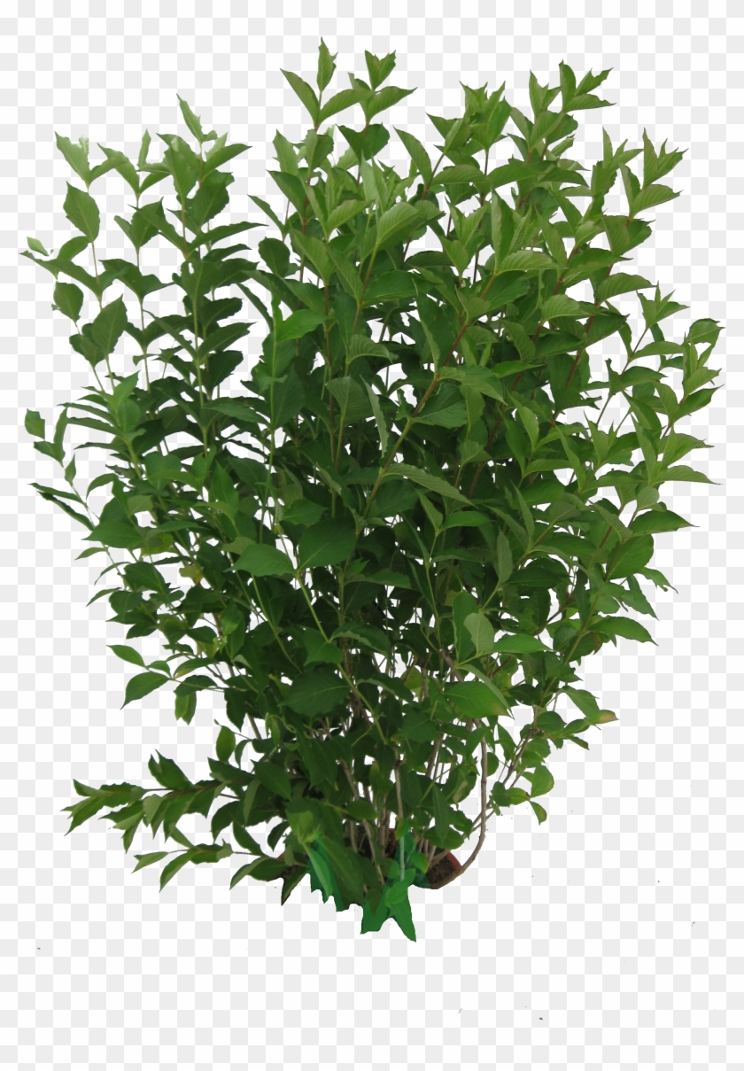 Wwwwww Tree Psd, Vector Brush, Plant Texture, Pinterest - Tree Vector Clipart