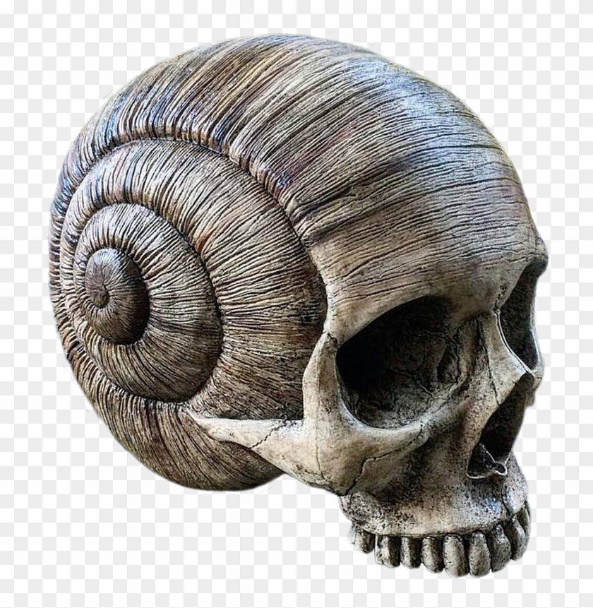 Skull Horn Death Day Of The Dead Png Image - Snail Skull Clipart #3083941