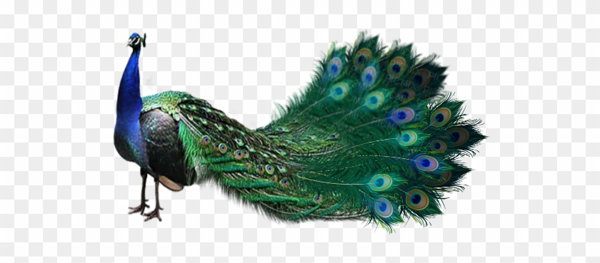 #sticker #stickers #beautiful #peacock #art Goth - Peafowl Clipart #3084368