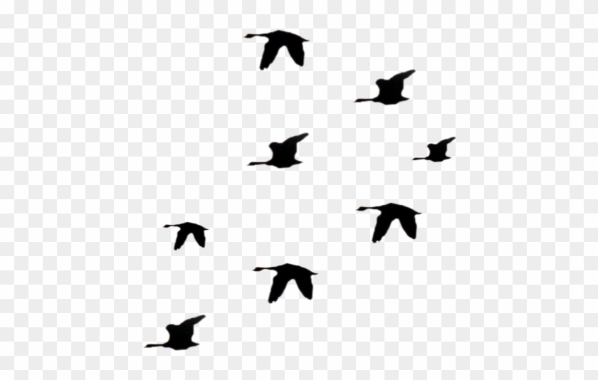#ftestickers #birds #flock #silhouette #bird #animal - Seabird Clipart #3085072