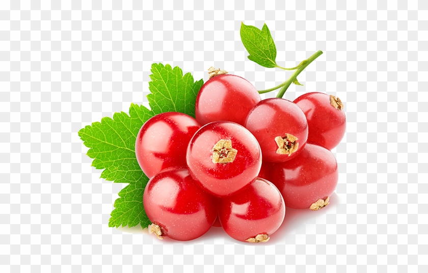 Red Currants Are Hardy And Relatively Easy To Grow - Swisse 蔓 越 莓 90 Clipart #3085519