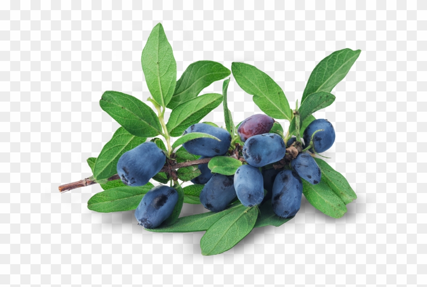 Fresh Honeysuckle Berries Are Used As A Therapeutic - Huckleberry Clipart