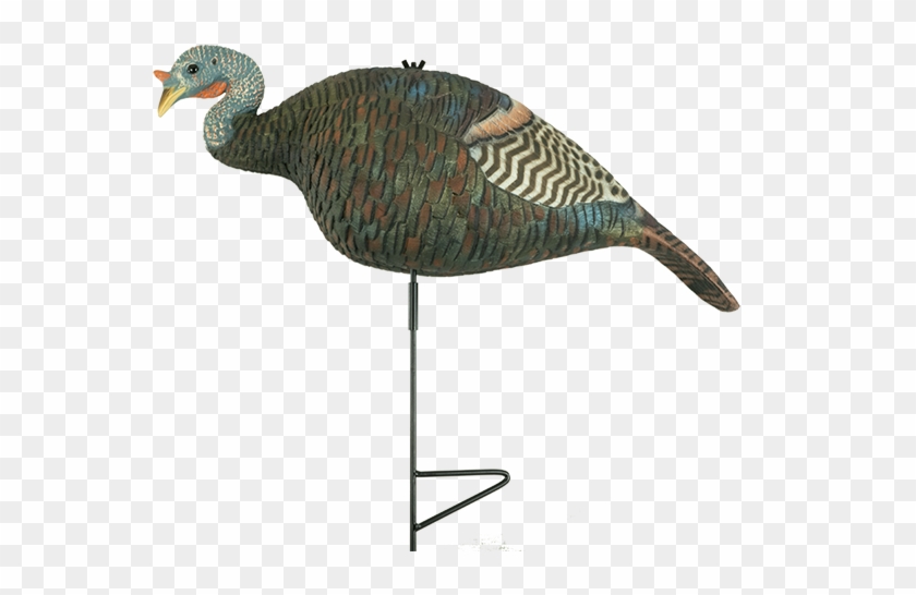 Relaxed Hen - Turkey Clipart
