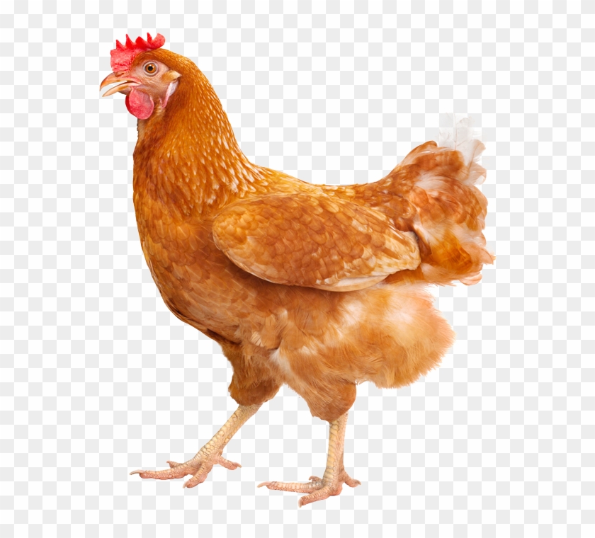 Reiter's Bioeier - Hen Free Clipart
