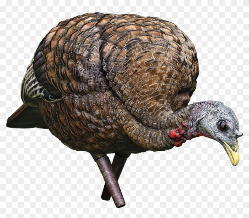Avian X Lcd Feeder Hen - Avian X Feeder Hen Clipart