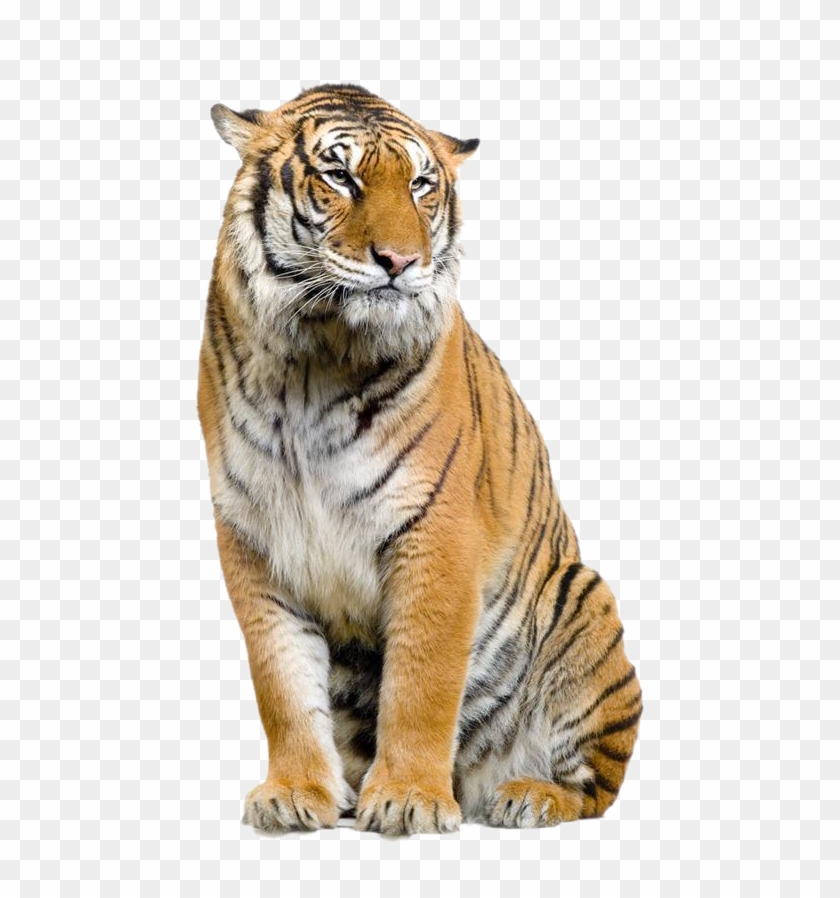 Jaguar Felidae Leopard Bengal Tiger Lion Clipart - Hd Png Tiger Transparent Png