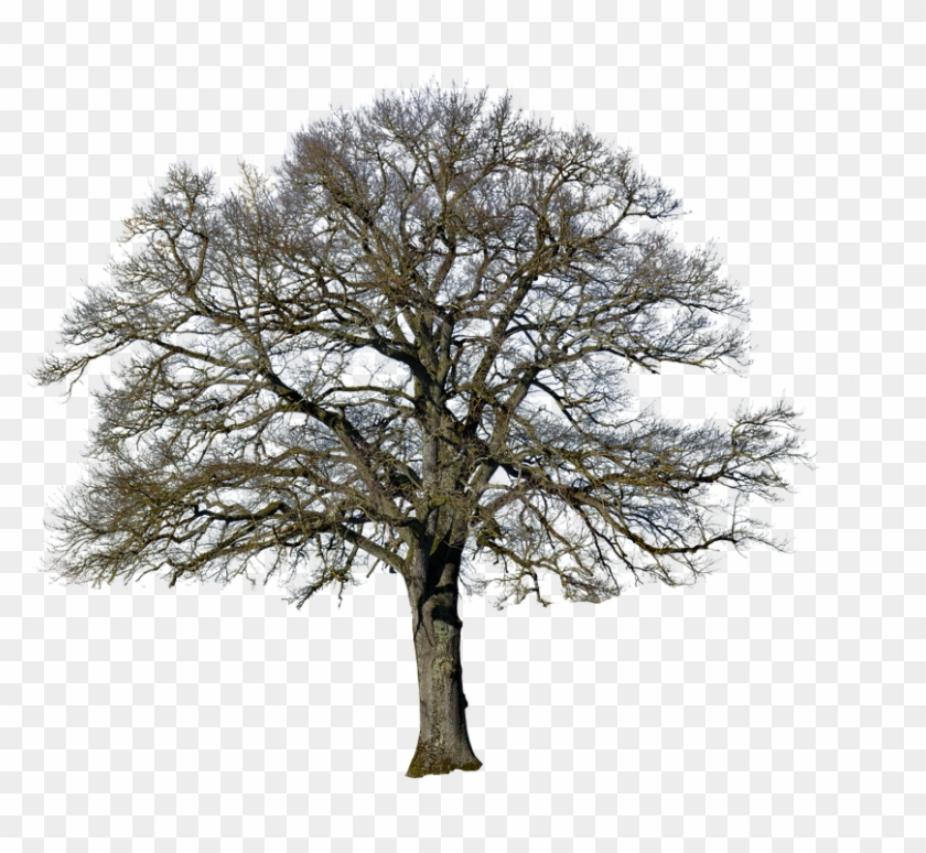 Tree, Without Leaves, Nature, Landscape, Isolated - Oak Clipart