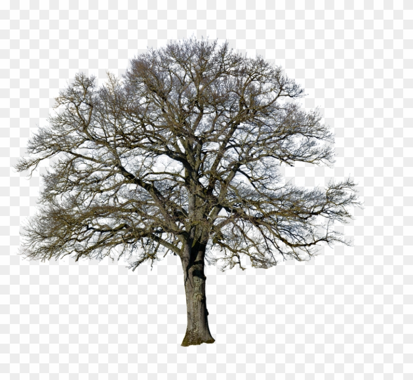 Tree, Without Leaves, Nature, Landscape, Isolated - Oak Clipart #3088388