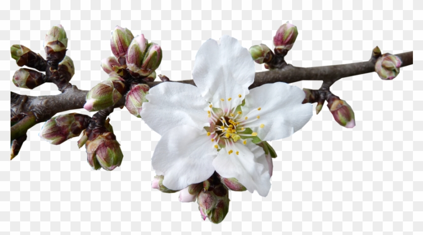 The Almond Blossom Season In Mallorca Santanyi - Almond Blossom Png Clipart #3090801