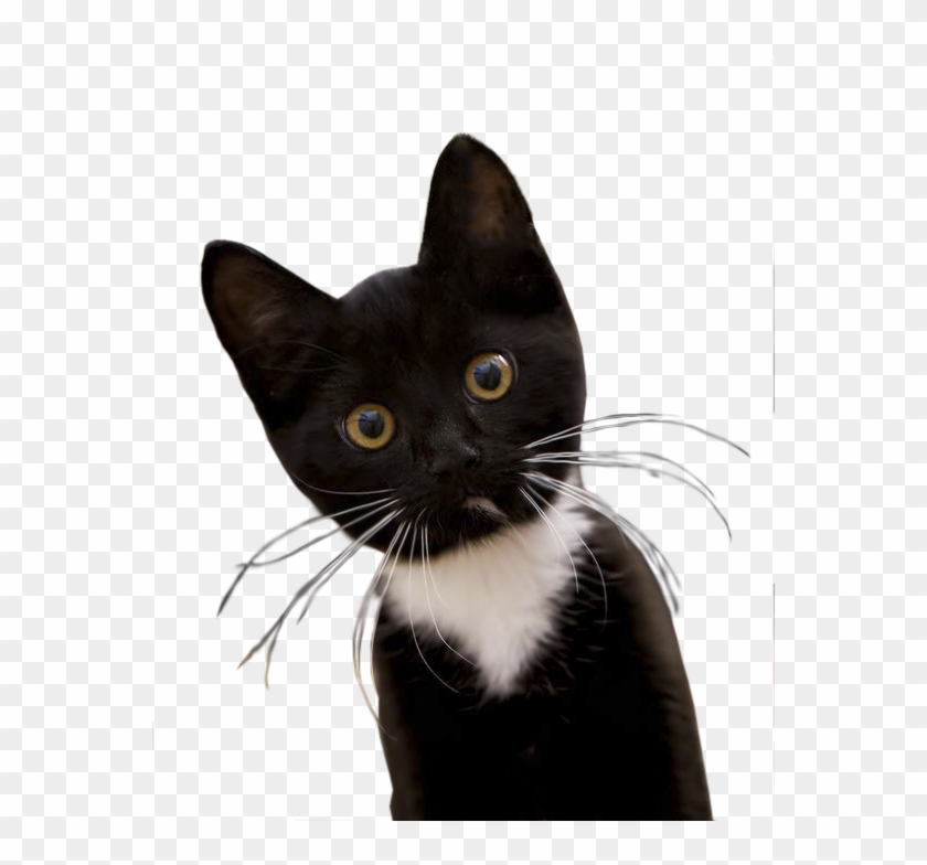 Black Cat Png Image - Black And White Kitty Cats Clipart #3091590