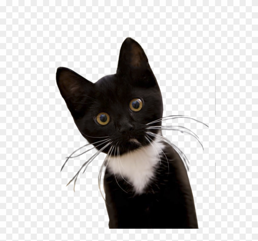Black Cat Png Image - Black And White Kitty Cats Clipart