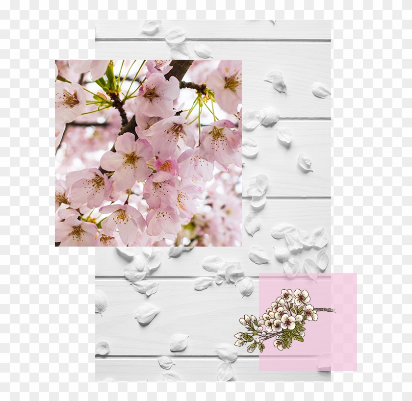 Explore Cherry Blossom - Cherry Blossom Clipart #3092195