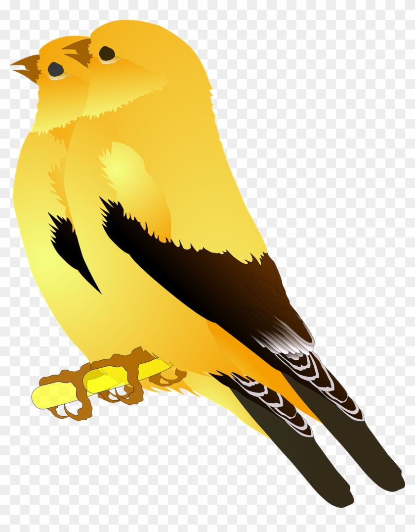Birds Gold Finches Singing Png Image - Birds Of A Feather Clipart Transparent Png