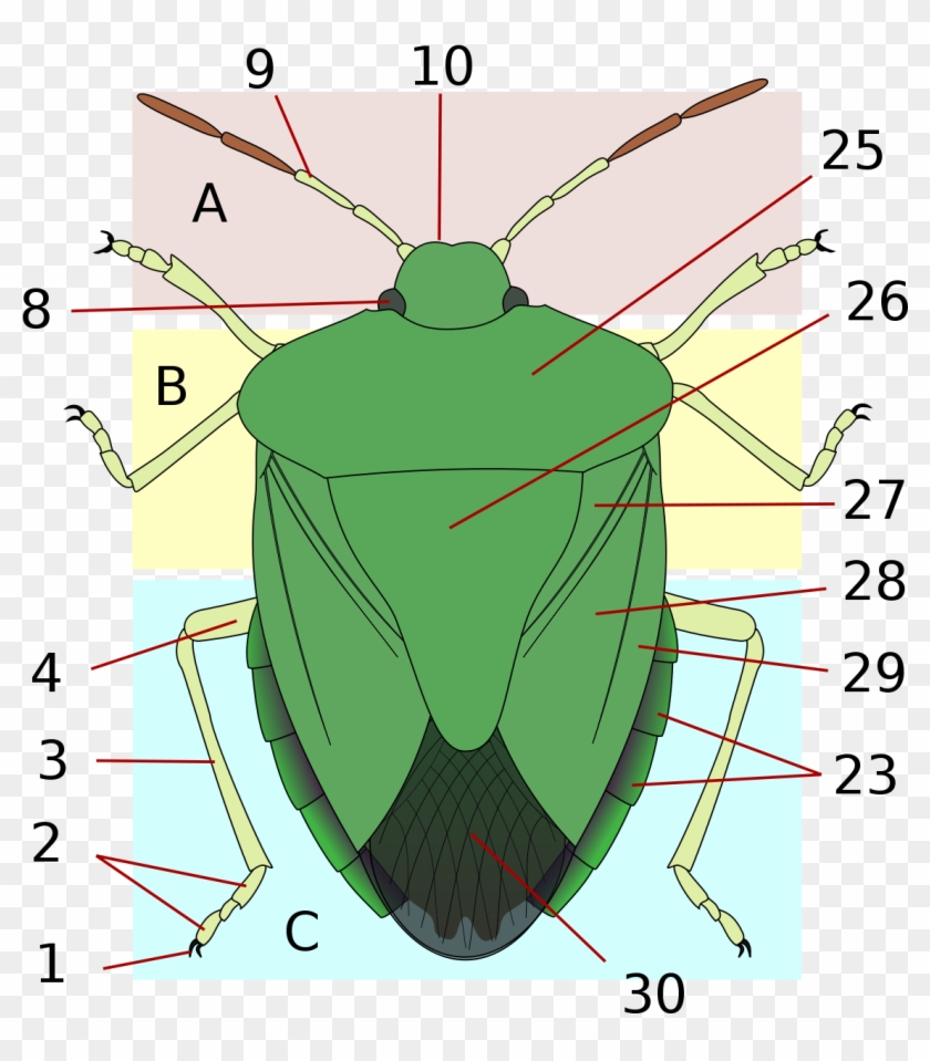 Thorax - Stink Bug Anatomy Clipart