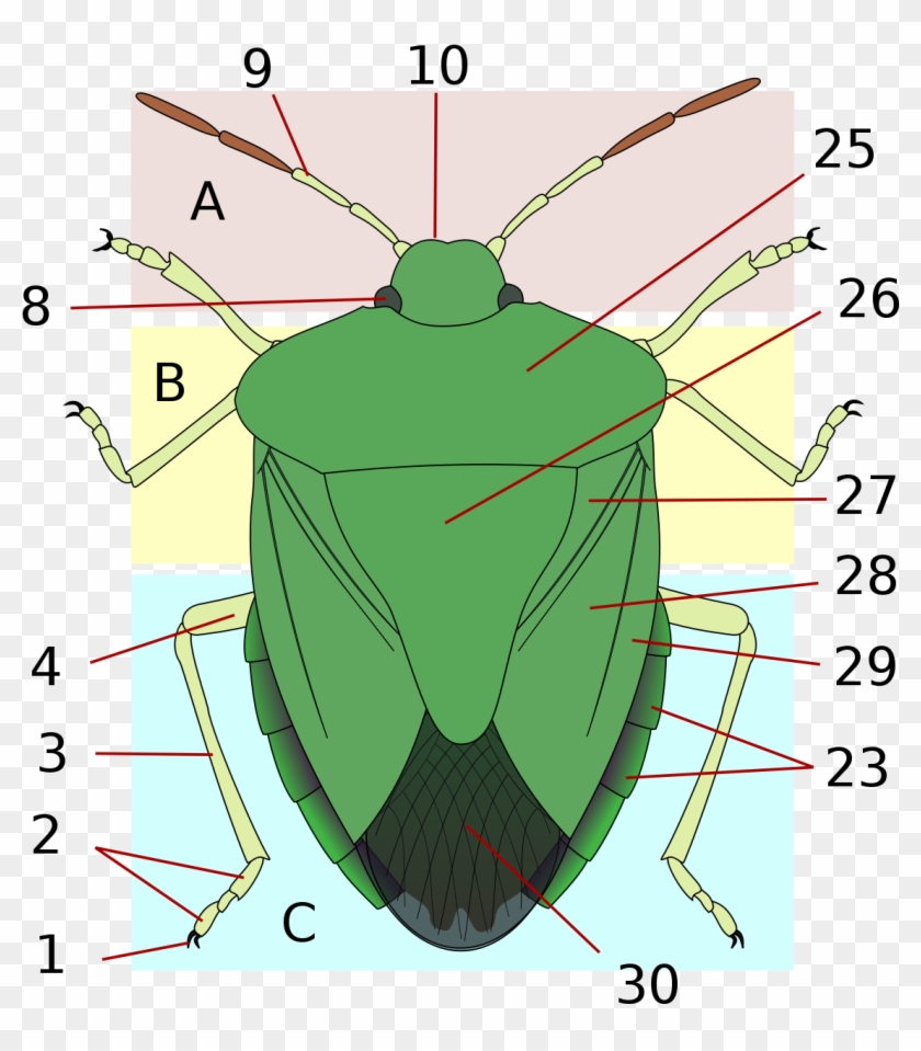 Thorax - Stink Bug Anatomy Clipart #3093102