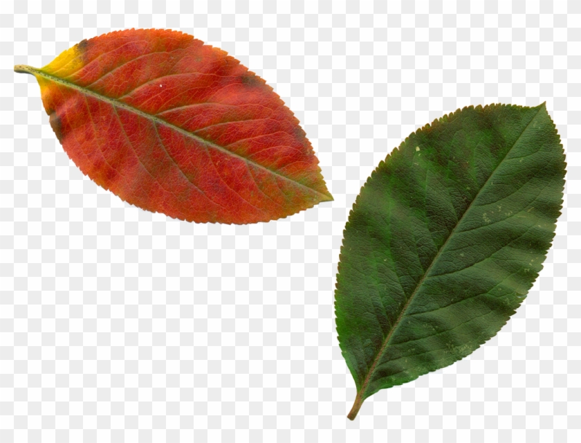 Clipart Leaves Autumn Leaves Png Image - Tree Leaves Clipart Transparent Png #3094259